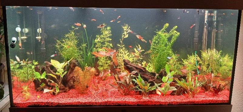 Leser-Aquarium April 2026