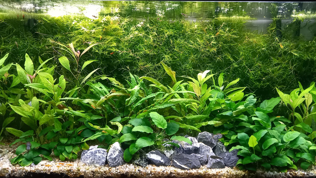 Leser-Aquarium März 2026
