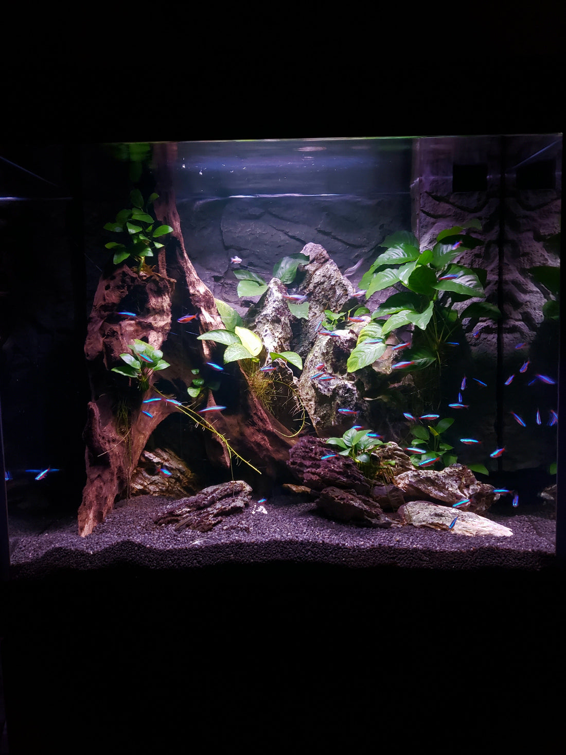Leser-Aquarium Juni 2026