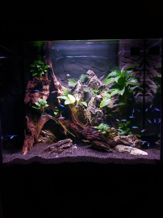 Leser-Aquarium Juni 2026