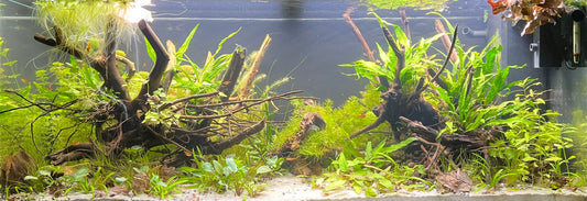 Leser-Aquarium März 2023