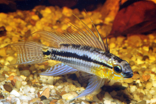Zweistreifen-Zwergbuntbarsch