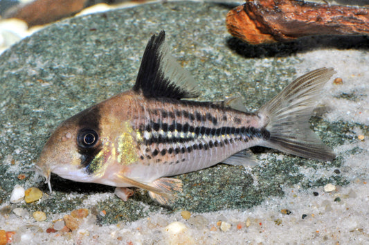 Corydoras sp. C3