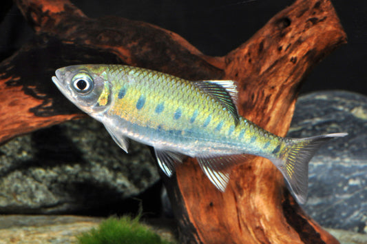 Blaupunkt-Gebirgsbärbling