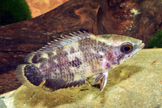 Pfauenaugen-Buschfisch