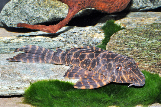 Wabenmuster-Schilderwels