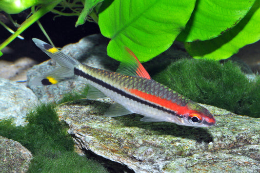 Sahyadria denisonii „Karnataka“