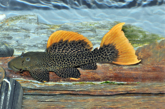 Pseudacanthicus leopardus