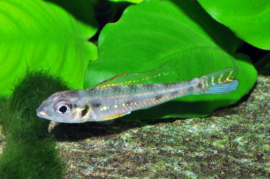 Sandhügel Zwergbuntbarsch