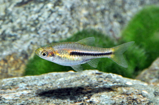 Zwerg-Keilfleckbärbling