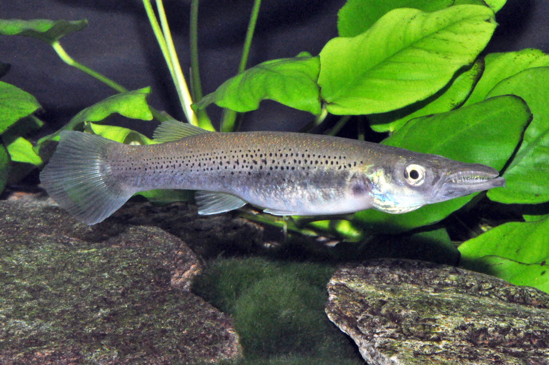 Hechtkärpfling