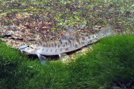 Lepidocephalichthys hasselti