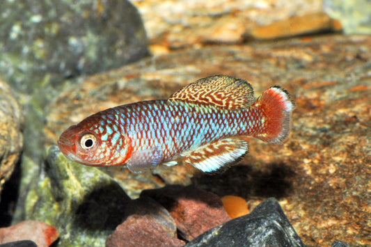 Kafue-Prachtgrundkärpfling