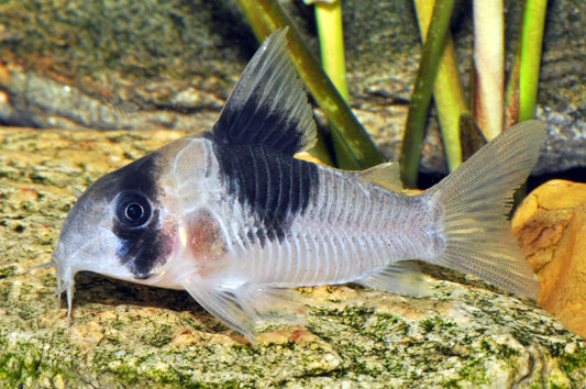 Corydoras sp. „CW051“
