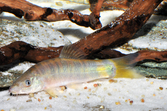 Yasuhikotakia sp. „New Cambodian Tiger“