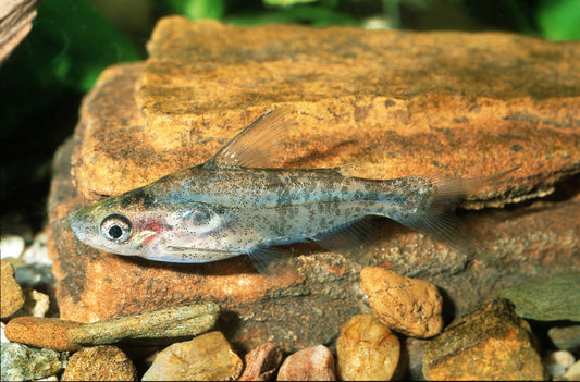 Indischer Kopfsteherwels