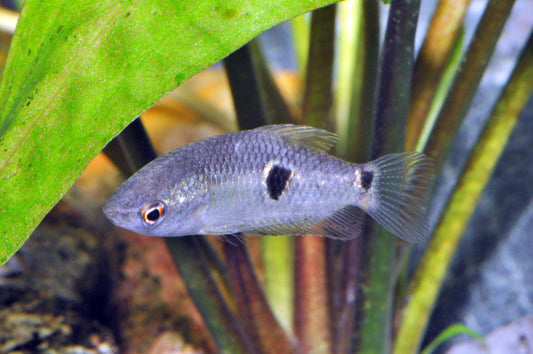 Burma-Schokoladengurami