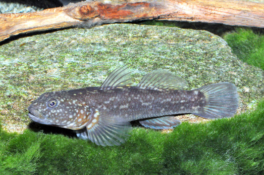 Papuligobius uniporus
