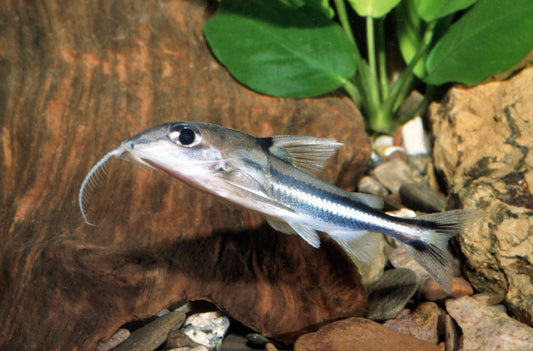 Streifen-Fiederbartdornwels