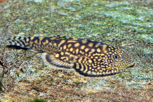 Marmor-Prachtflossensauger