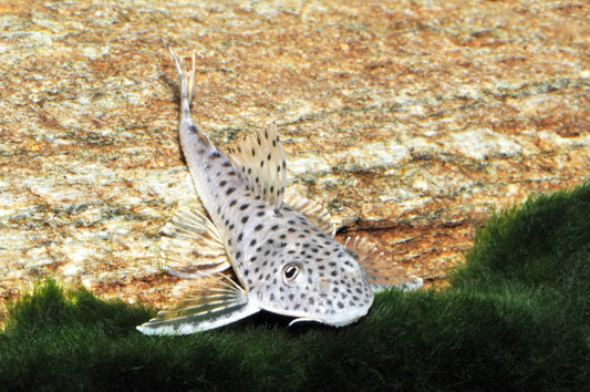 Orinoco-Leopardschilderwels