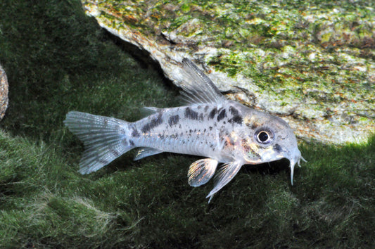 Corydoras sp. „CW112“