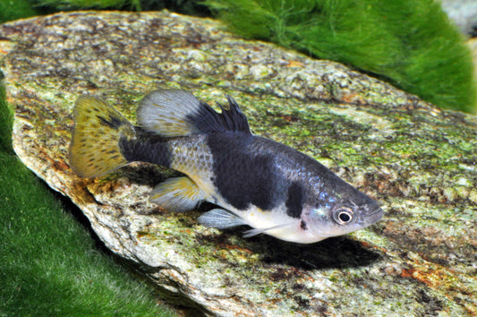 Vielpunkt-Hochlandkärpfling