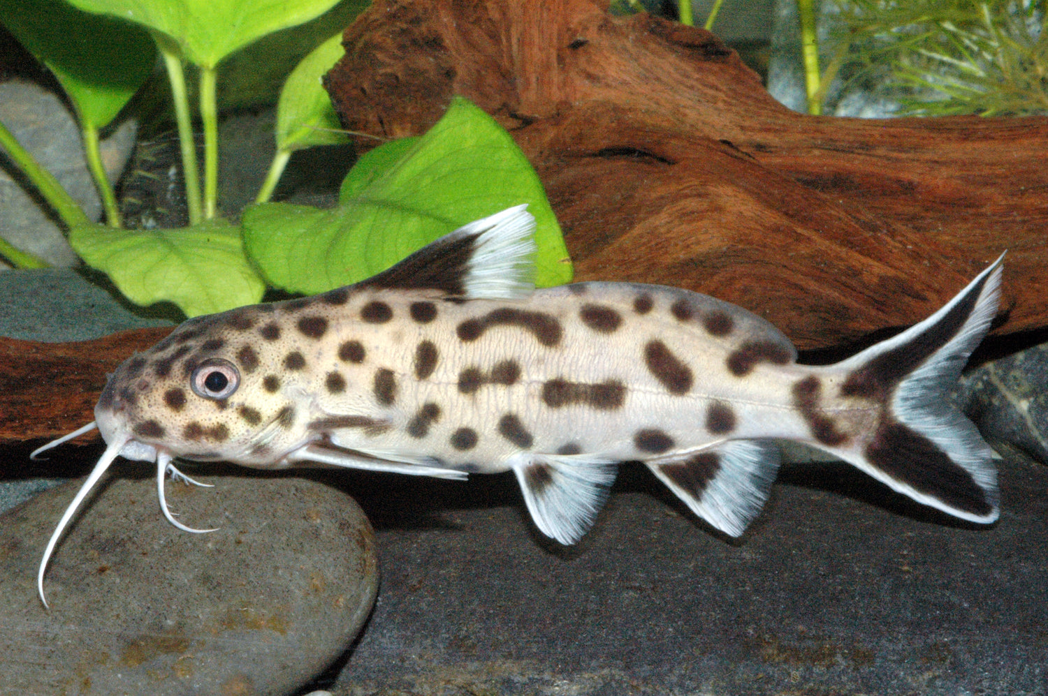 Synodontis cf. polli „White“ Dähne Aquaristik