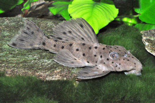 Curuá-Una-Rüsselzahnwels