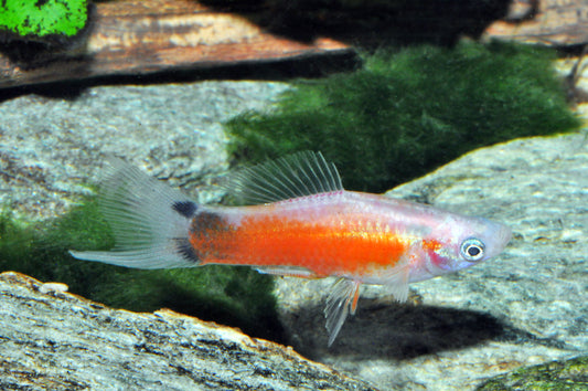 Tricolor-Mickey-Mouse-Schwertträger