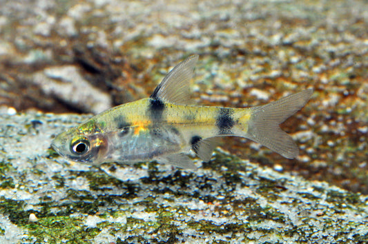 Indische Fleckenbarbe