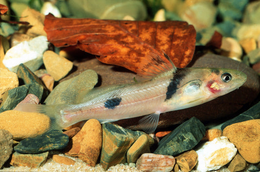 Querstreifen-Stachelwels