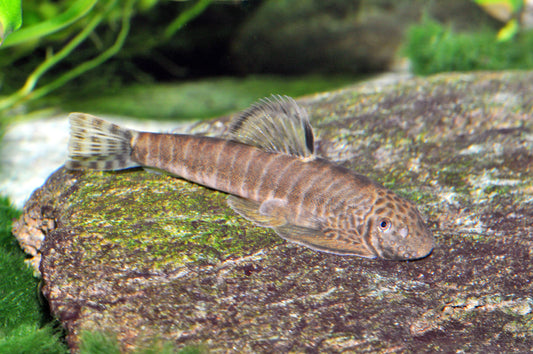 Gestreifter Flossensauger