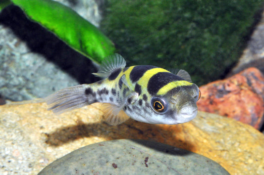 Grüner Flusskugelfisch