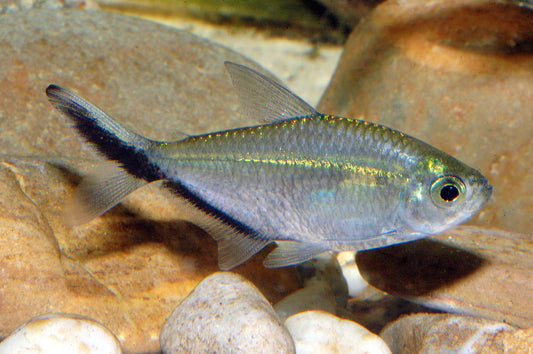 Signalstreifensalmler