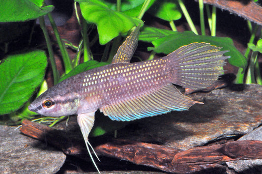 Grünwangen-Kampffisch