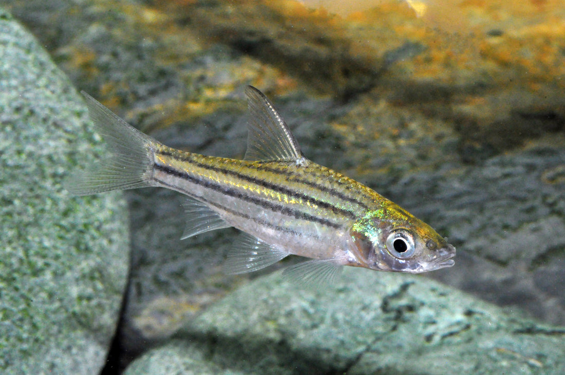 Bartellose Streifenbarbe
