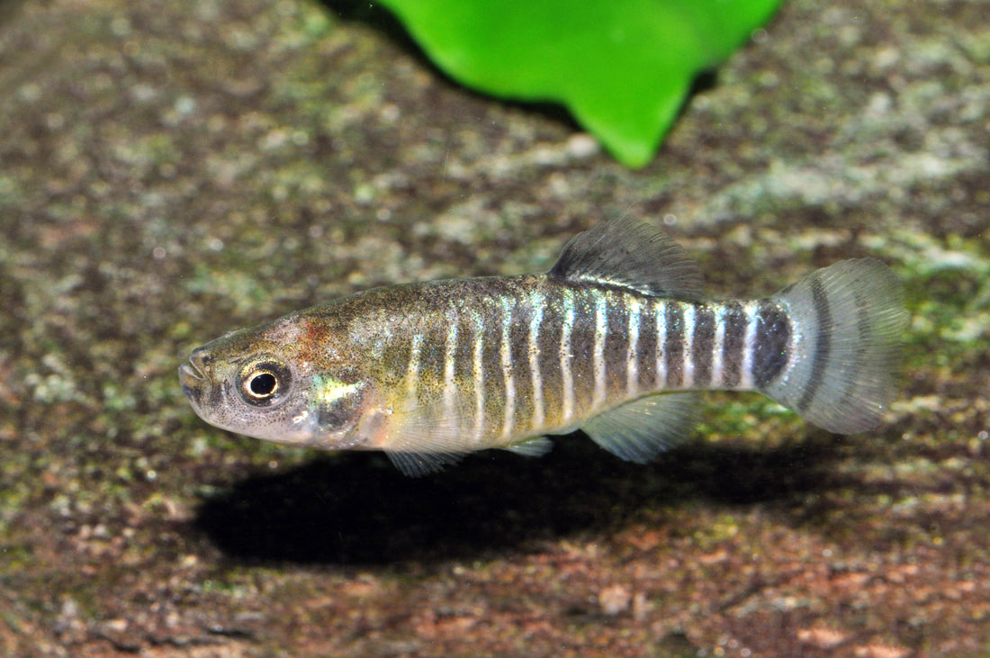 Mäander-Killifisch