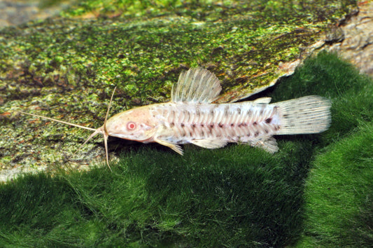 Albino-Schwielenwels