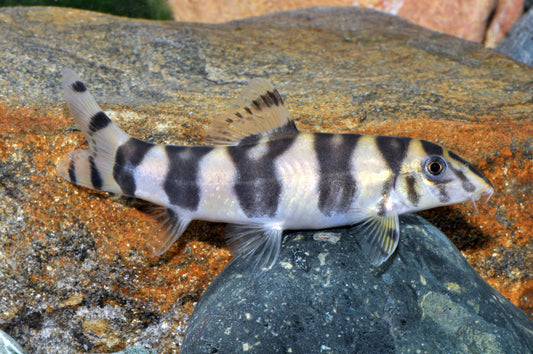 Kaiser-Prachtschmerle