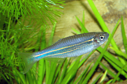 Blauer Danio