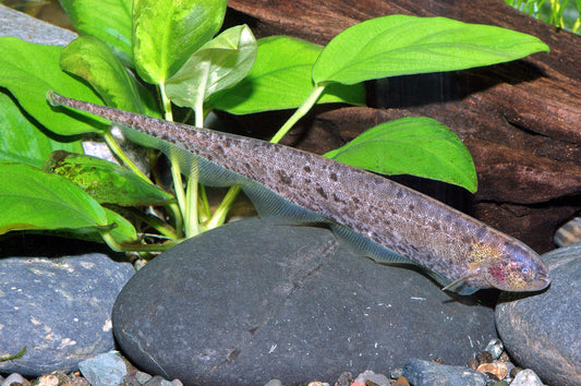 Grüner Pfeilsalmler