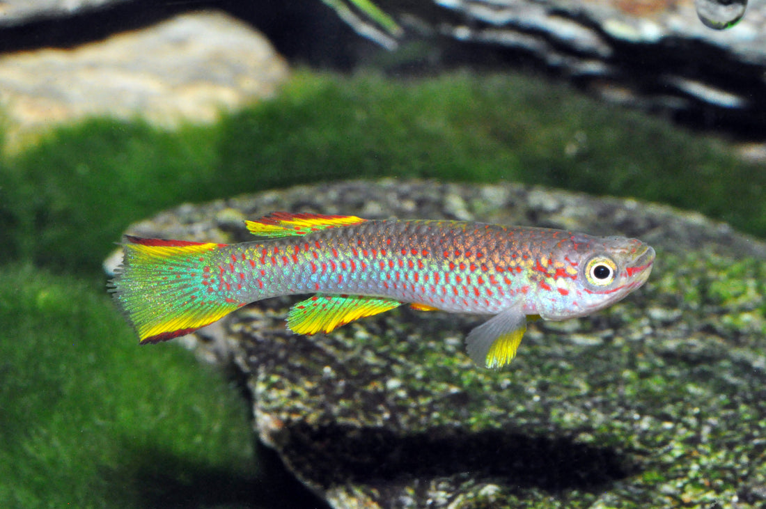 Gelber Gabunkilli