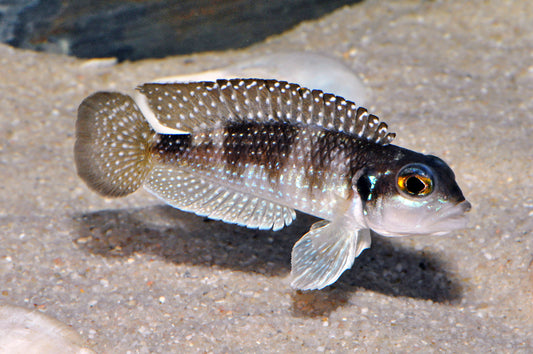 Geperlter Schneckenbuntbarsch