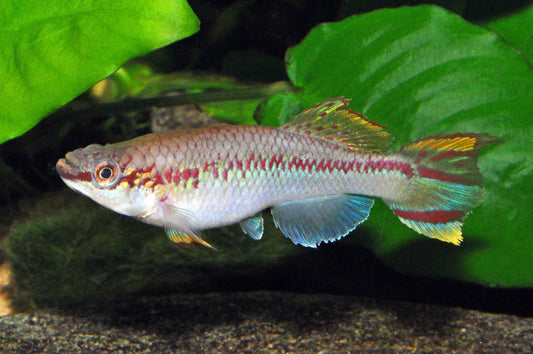Delta-Prachtkärpfling