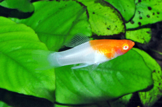 Rotkäppchen-Schwertträger