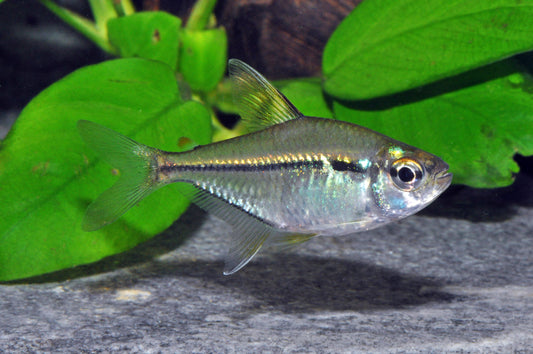 Hemigrammus sp. ‘Río Paraguay‘