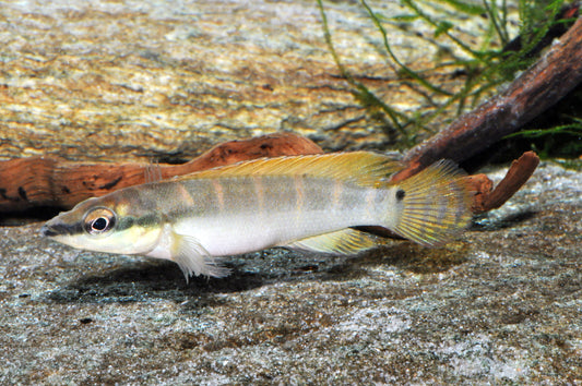 Gelbflossen-Hechtzwergbuntbarsch