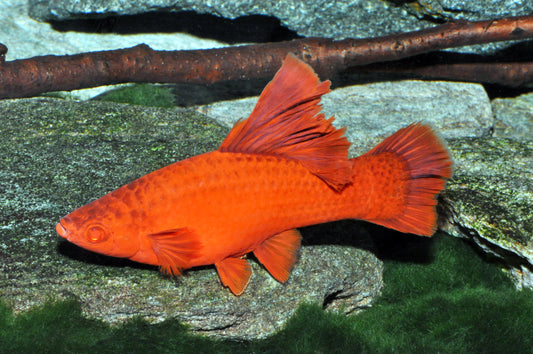 Brokkoli-Wiener Schwertträger