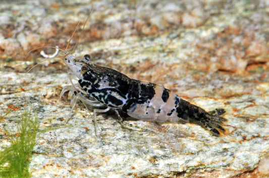 Carbon-Rili-Zwerggarnele